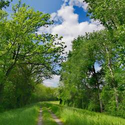 On the high damm, who leads through the wetlands!