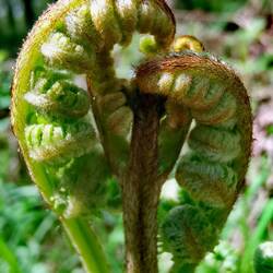 A heart of fern at Dad's Day 💚💚💚!