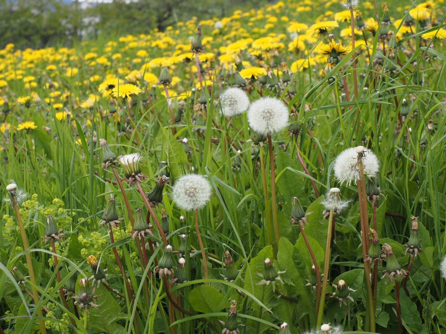 Sind doch auch schöne Blumen der Löwenzahn ❤