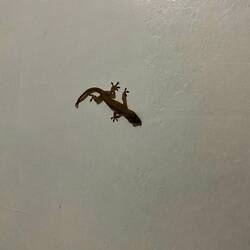 Notre compagnie du soir Léo le gécko