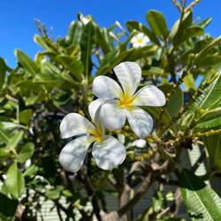 Frangipani😍