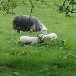 A Herdwick sheep and her lambs.