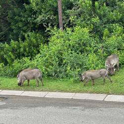 Wart hogs on the street in St Lucia