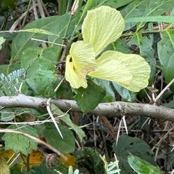 Beautiful yellow hibiscus