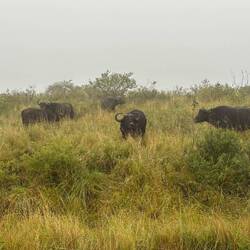 Cape/African buffalo