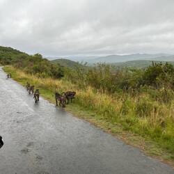 Baboons on the road