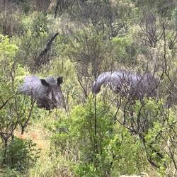 Rhinos