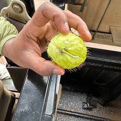 Elephants eat these for their medicinal properties