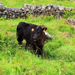 Kühe gibt es hier mehr als Einwohner...
