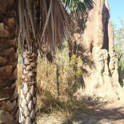 Cathedrale Termite Mound