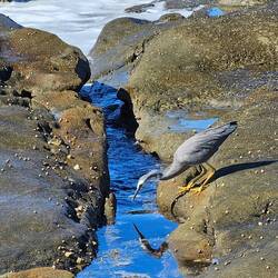 White-faced heron looking at his reflection