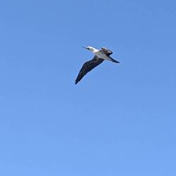 Blue Footed Boobies