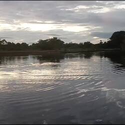 De rivierdolfijnen (de eerste is linksboven in beeld).