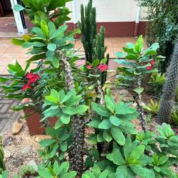 An example of the lovely landscaping at the Royal Villas