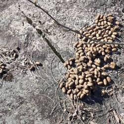 Das war nicht der Osterhase...🫎