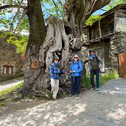 The 800 yr old chestnut tree