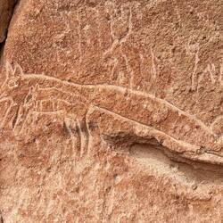 pregnant fox / schwangerer Fuchs