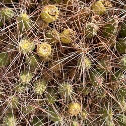 we tried the cactus fruit. tastes like kiwi