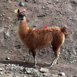 Lama (the colouful stuff marks the owner)