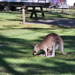 Kangaroo's Chilling