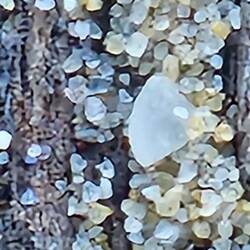 Grains of sand x 100