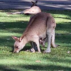 Mama Kangaroo and Joey