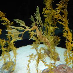 Spot the fish, a clue it's a yellow dragonfish