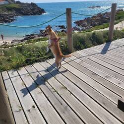 Klaus....eeeerst nach Sabi 🐈 und Sandy 🐈