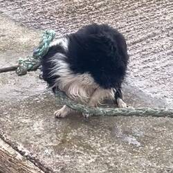 selbst der bordhund fasst mit an