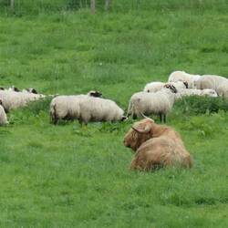 Highland cows at Blair Castle.