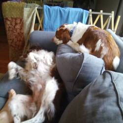 Remi (on her back) and Claude