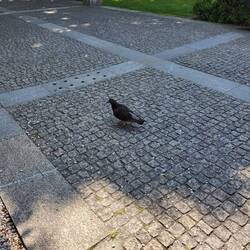 Und ich habe voll nen Vogel. Sch... drauf, ich steh zu mir