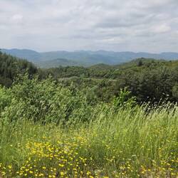 Wildflowers and rolling hills