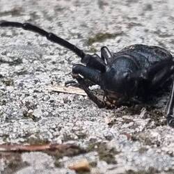 Was ist denn das für ein Oschi?