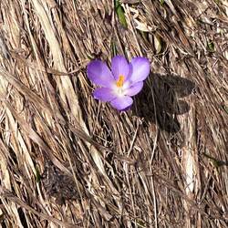 Alpine Flower