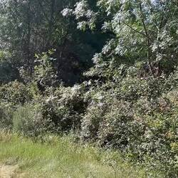 Listen to the birdsong