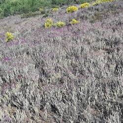 Sound of beesamong the lavender
