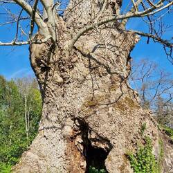 Wie alt der Baumm wohl sein mag?