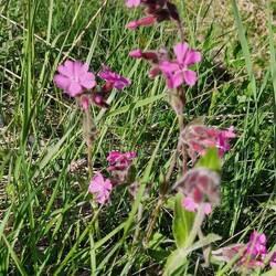 Lichtnelken zieren den Weg
