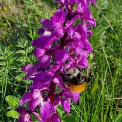 Holinder-Knabenkraut, eine Orchideenart, mit Hummel