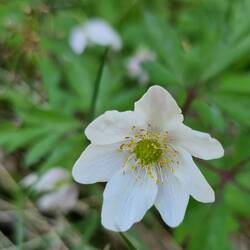 Natürliche Schönheit