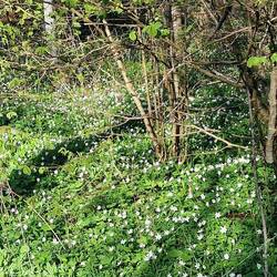 Der Wald ist voll Buschwindröschen