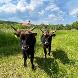 Rinder beim Spaziergang