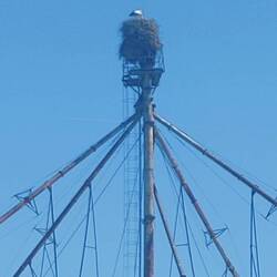 Storks nest
