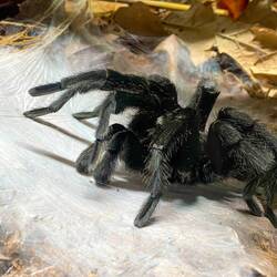 Michelle's favourite 🤣