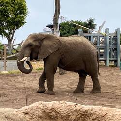 Mike's favourite 🐘