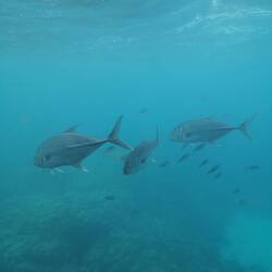 Some random fish from Underwater Observatory