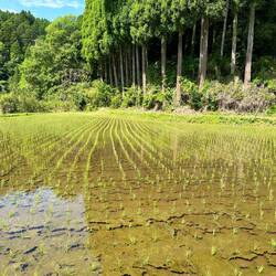 So many rice fields
