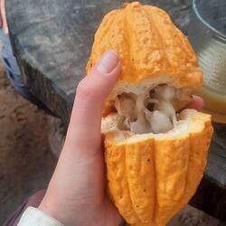 U hei no d Frucht vor Schoggi chönne teste