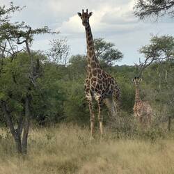 Mother giraffe and her 4-day old calf